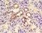 Slit homolog 3 protein antibody, orb100061, Biorbyt, Immunohistochemistry paraffin image 