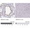 CBFA2/RUNX1 Partner Transcriptional Co-Repressor 2 antibody, NBP2-34136, Novus Biologicals, Immunohistochemistry paraffin image 