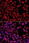 H2.0 Like Homeobox antibody, LS-C748369, Lifespan Biosciences, Immunofluorescence image 