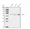 Histone acetyltransferase type B catalytic subunit antibody, A03596-2, Boster Biological Technology, Western Blot image 