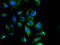 A-Kinase Anchoring Protein 17A antibody, LS-C500092, Lifespan Biosciences, Immunofluorescence image 