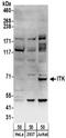 IL2 Inducible T Cell Kinase antibody, NBP2-32240, Novus Biologicals, Western Blot image 