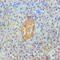 Protein I antibody, LS-C681780, Lifespan Biosciences, Immunocytochemistry image 