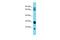 Mitochondrial Ribosomal Protein L18 antibody, PA5-46534, Invitrogen Antibodies, Western Blot image 