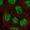 Apolipoprotein B MRNA Editing Enzyme Catalytic Subunit 3B antibody, NBP2-56411, Novus Biologicals, Immunocytochemistry image 