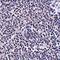 Seasonal H1N1 Hemagglutinin antibody, orb75223, Biorbyt, Immunohistochemistry paraffin image 