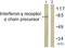 Interferon Gamma Receptor 1 antibody, A30445, Boster Biological Technology, Western Blot image 