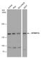 MYB Binding Protein 1a antibody, GTX130760, GeneTex, Western Blot image 