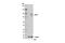 Interferon Gamma Inducible Protein 16 antibody, 14970S, Cell Signaling Technology, Western Blot image 