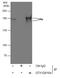 Euchromatic Histone Lysine Methyltransferase 2 antibody, GTX128164, GeneTex, Immunoprecipitation image 