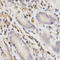 Siah E3 Ubiquitin Protein Ligase 1 antibody, LS-C332116, Lifespan Biosciences, Immunohistochemistry paraffin image 