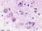 Neuromedin U Receptor 1 antibody, NLS397, Novus Biologicals, Immunohistochemistry paraffin image 