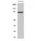Regulatory Factor X3 antibody, LS-C385837, Lifespan Biosciences, Western Blot image 