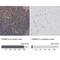 Proteasome Subunit Beta 10 antibody, NBP2-38155, Novus Biologicals, Immunohistochemistry paraffin image 