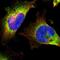 Eukaryotic Translation Initiation Factor 2 Alpha Kinase 4 antibody, HPA011811, Atlas Antibodies, Immunofluorescence image 