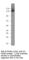 Phosphodiesterase 3B antibody, PD3B-112AP, FabGennix, Western Blot image 