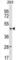 Family With Sequence Similarity 155 Member B antibody, abx030305, Abbexa, Western Blot image 