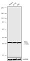 Pim-2 Proto-Oncogene, Serine/Threonine Kinase antibody, 702672, Invitrogen Antibodies, Western Blot image 