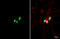 Clock Circadian Regulator antibody, GTX636283, GeneTex, Immunocytochemistry image 