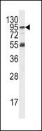 Phosphoinositide-3-Kinase Regulatory Subunit 5 antibody, PA5-15267, Invitrogen Antibodies, Western Blot image 