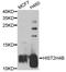 Histone Cluster 4 H4 antibody, STJ29237, St John
