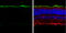 Rhodopsin antibody, GTX129910, GeneTex, Immunohistochemistry frozen image 