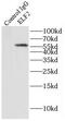 E74 Like ETS Transcription Factor 2 antibody, FNab02736, FineTest, Immunoprecipitation image 