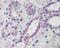 NADPH oxidase organizer 1 antibody, 45-979, ProSci, Immunohistochemistry paraffin image 