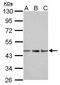 Actin Alpha 1, Skeletal Muscle antibody, GTX112860, GeneTex, Western Blot image 