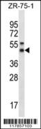 Syntaxin 5 antibody, 56-311, ProSci, Western Blot image 