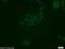 Autophagy Related 12 antibody, 11264-1-AP, Proteintech Group, Immunofluorescence image 