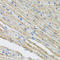 Myotilin antibody, LS-C334718, Lifespan Biosciences, Immunohistochemistry frozen image 