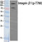 Integrin Subunit Beta 1 antibody, A00772T788, Boster Biological Technology, Western Blot image 