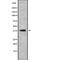 Leukotriene B4 Receptor antibody, PA5-67721, Invitrogen Antibodies, Western Blot image 