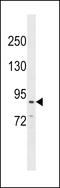 Cadherin 26 antibody, LS-C157633, Lifespan Biosciences, Western Blot image 