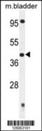 Schlafen Like 1 antibody, 55-465, ProSci, Western Blot image 