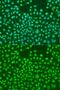 S-Phase Kinase Associated Protein 2 antibody, GTX64578, GeneTex, Immunofluorescence image 