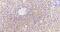 Thrombospondin 1 antibody, NBP2-42522, Novus Biologicals, Immunohistochemistry paraffin image 