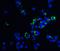 Oviductal Glycoprotein 1 antibody, GTX85381, GeneTex, Immunofluorescence image 