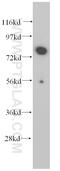 WD Repeat Domain 46 antibody, 15110-1-AP, Proteintech Group, Western Blot image 