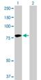 Hyaluronan Binding Protein 2 antibody, H00003026-D01P, Novus Biologicals, Western Blot image 