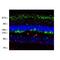 Arrestin Beta 1 antibody, M03775, Boster Biological Technology, Immunohistochemistry frozen image 