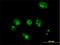 Activator Of Basal Transcription 1 antibody, H00029777-B02P, Novus Biologicals, Immunofluorescence image 