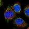 CTD Small Phosphatase 2 antibody, PA5-55580, Invitrogen Antibodies, Immunofluorescence image 