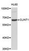 Clathrin Interactor 1 antibody, STJ23170, St John