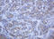 Protocadherin 7 antibody, LS-C337887, Lifespan Biosciences, Immunohistochemistry frozen image 