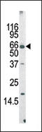 MLLT3 Super Elongation Complex Subunit antibody, AP13158PU-N, Origene, Western Blot image 