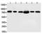 Fas Associated Factor 1 antibody, PA1337, Boster Biological Technology, Western Blot image 