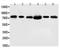 FAS-associated factor 1 antibody, PA1337, Boster Biological Technology, Western Blot image 