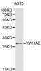 Tyrosine 3-Monooxygenase/Tryptophan 5-Monooxygenase Activation Protein Epsilon antibody, LS-C192330, Lifespan Biosciences, Western Blot image 